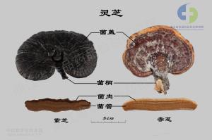 灵芝 标本图