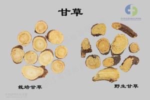 甘草 标本图