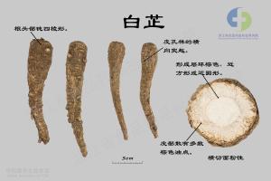白芷 标本图