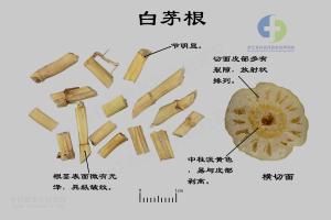 白茅根 标本图