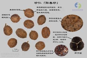 砂仁 标本图