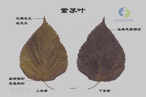 紫苏叶 标本图