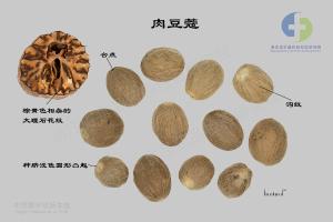 肉豆蔻 标本图