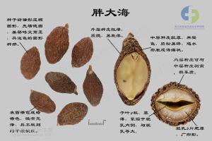 胖大海 标本图