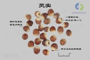 芡实 标本图
