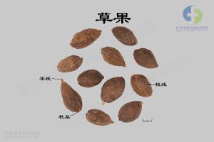 草果 标本图