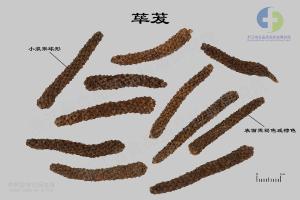 荜茇 标本图