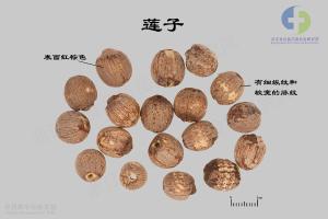 莲子 标本图