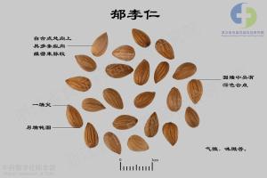 郁李仁 标本图