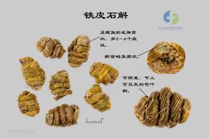 铁皮石斛 标本图