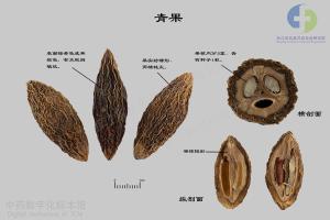 青果 标本图