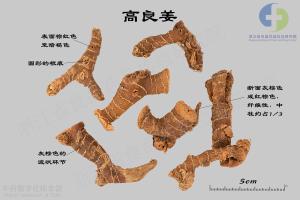 高良姜 标本图