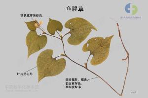 鱼腥草 标本图