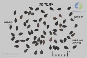 黑芝麻 标本图