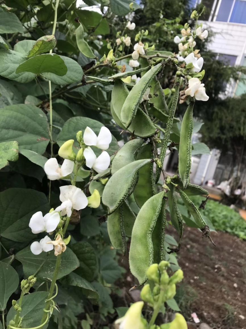 白扁豆 药材性状图鉴 资料图