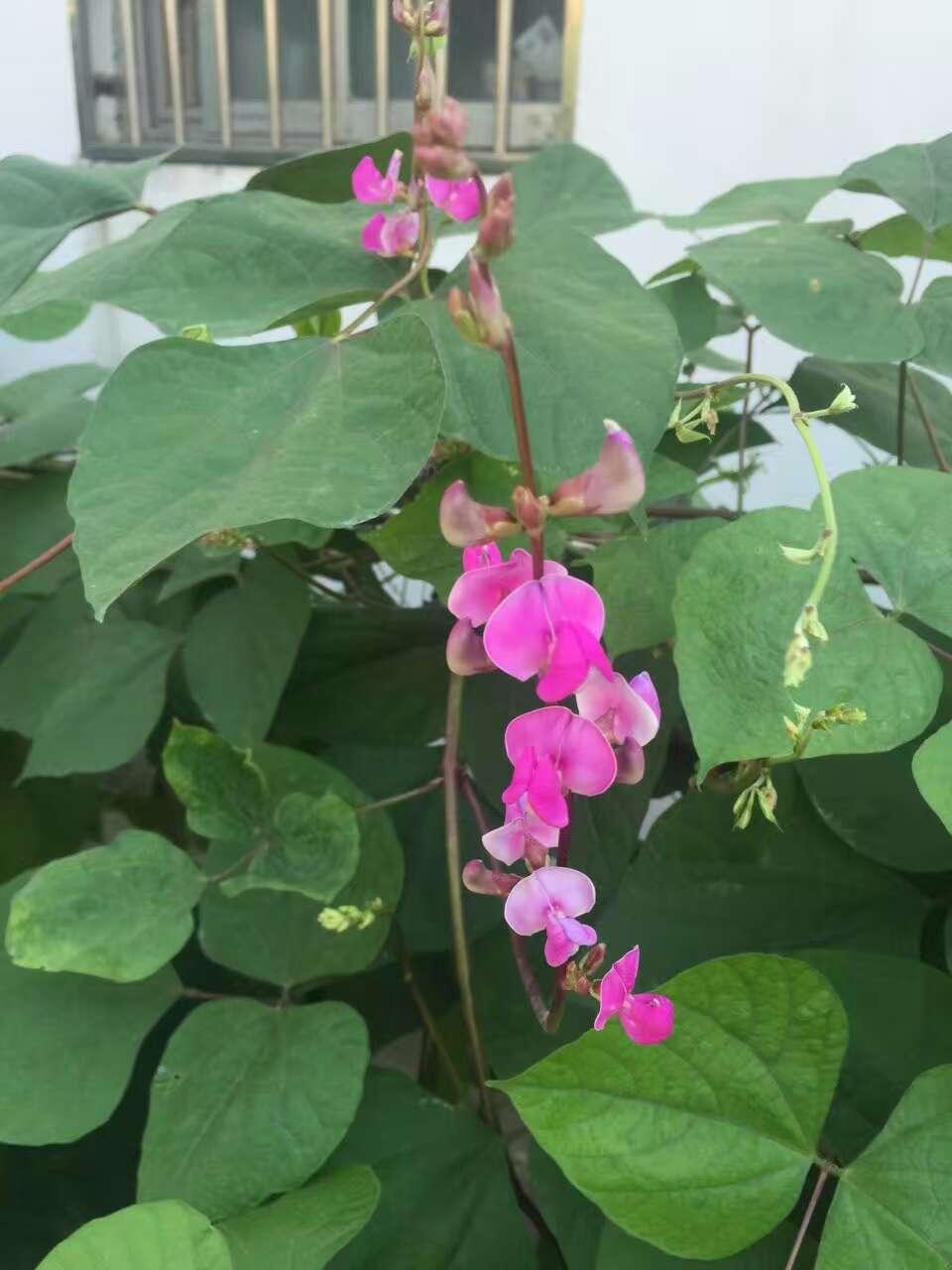 白扁豆 药材性状图鉴 资料图