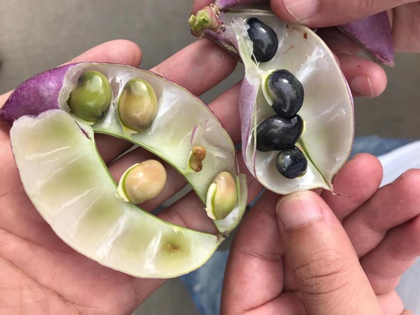 白扁豆 药材性状图鉴 资料图