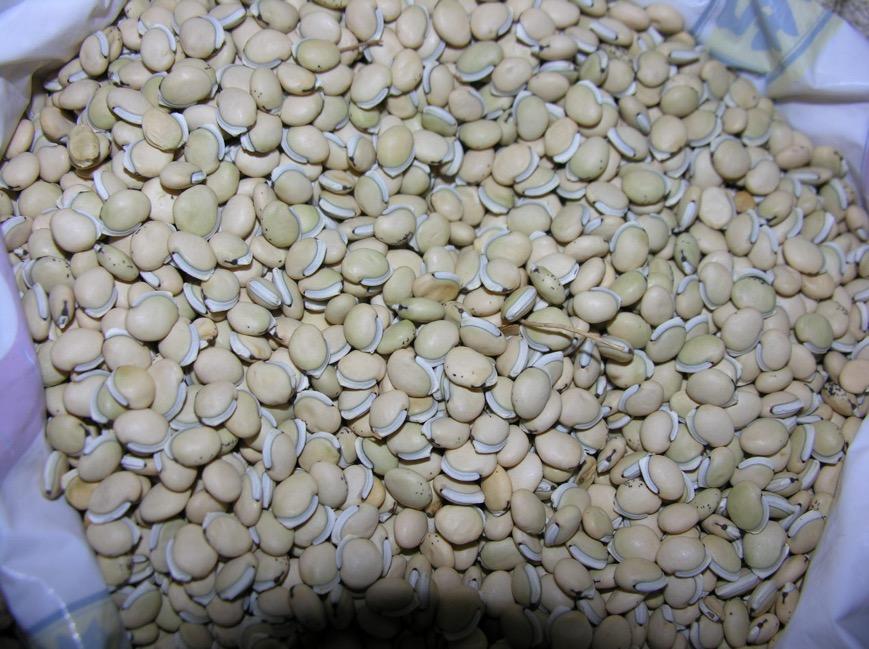 白扁豆 药材性状图鉴 资料图
