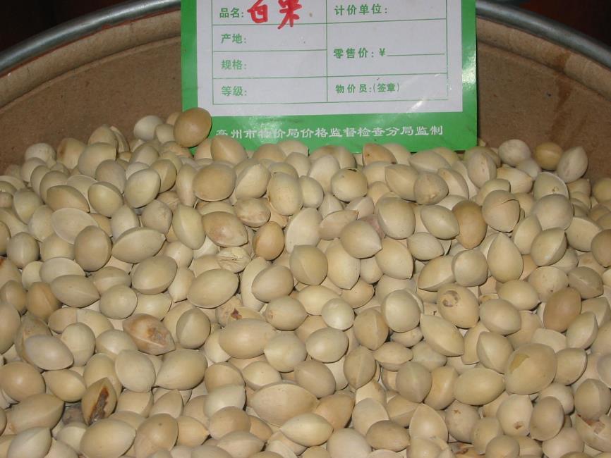 白果 药材性状图鉴 资料图