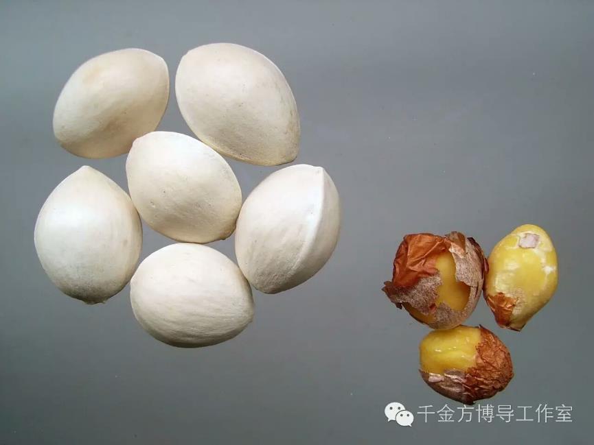 白果 药材性状图鉴 资料图