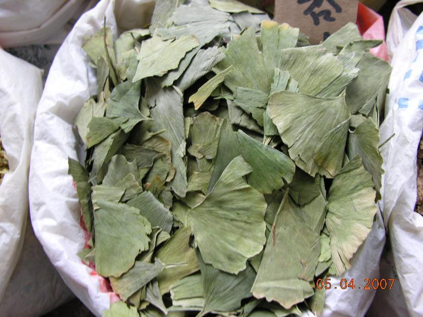 白果 药材性状图鉴 资料图