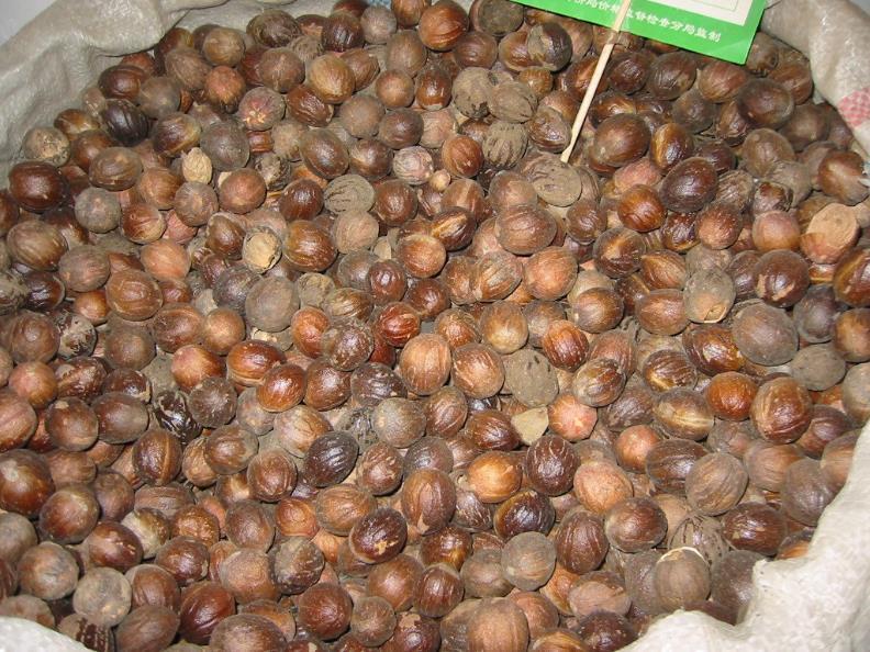 肉豆蔻 药材性状图鉴 资料图