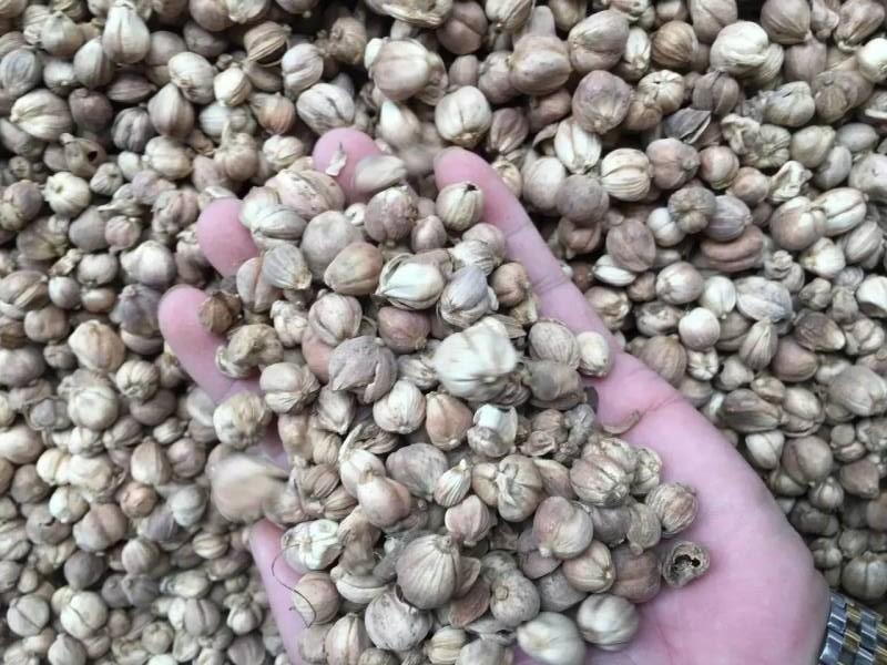 肉豆蔻 药材性状图鉴 资料图