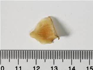 百合 药材性状图鉴 资料图