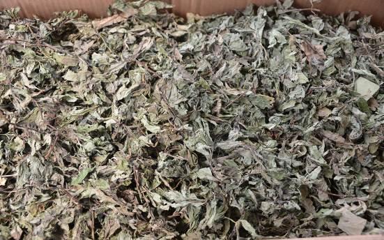 薄荷 药材性状图鉴 资料图