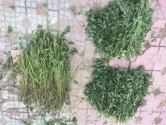 薄荷 药材性状图鉴 资料图