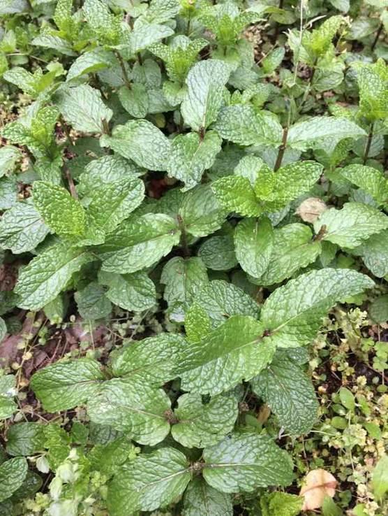 薄荷 药材性状图鉴 资料图