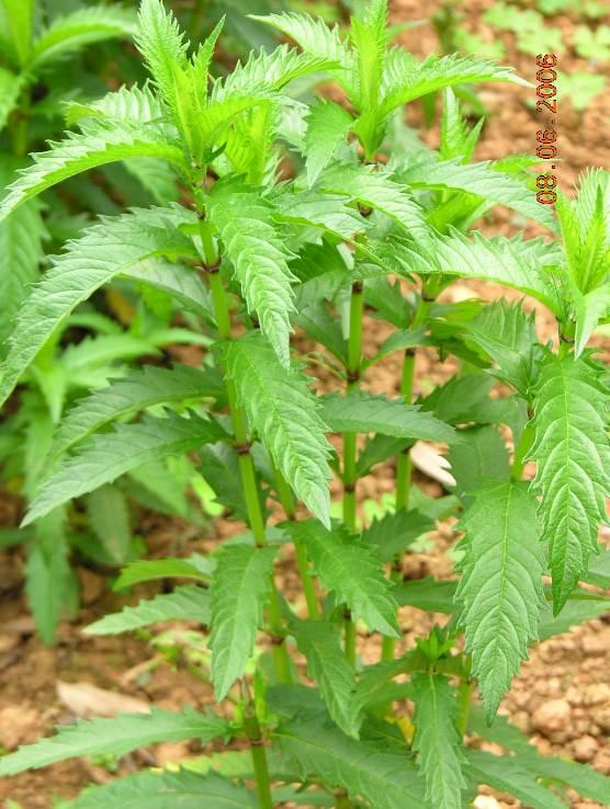 薄荷 药材性状图鉴 资料图