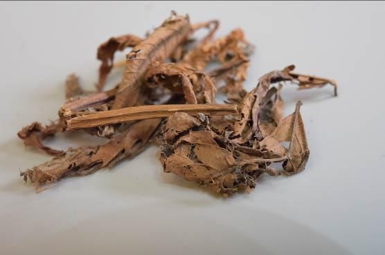 薄荷 药材性状图鉴 资料图
