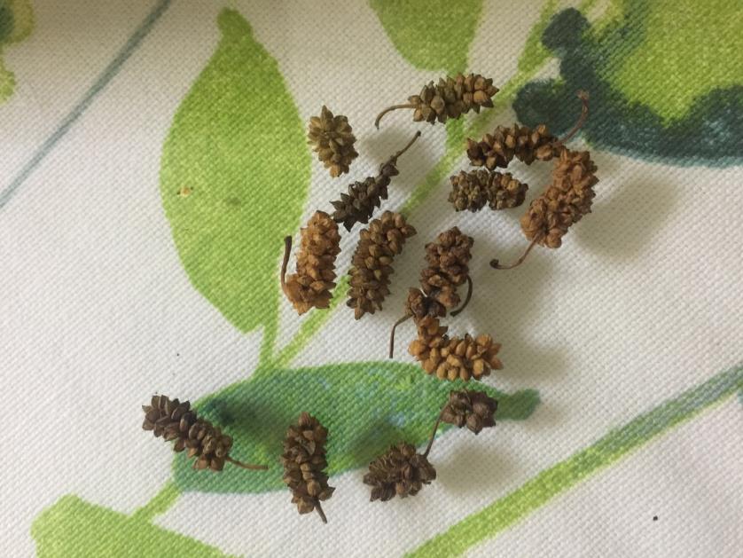 桑椹 药材性状图鉴 资料图
