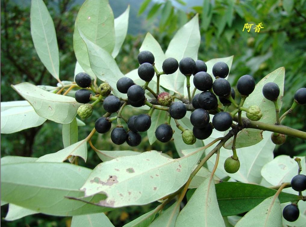荜茇 药材性状图鉴 资料图