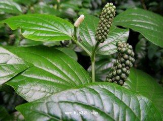 荜茇 药材性状图鉴 资料图