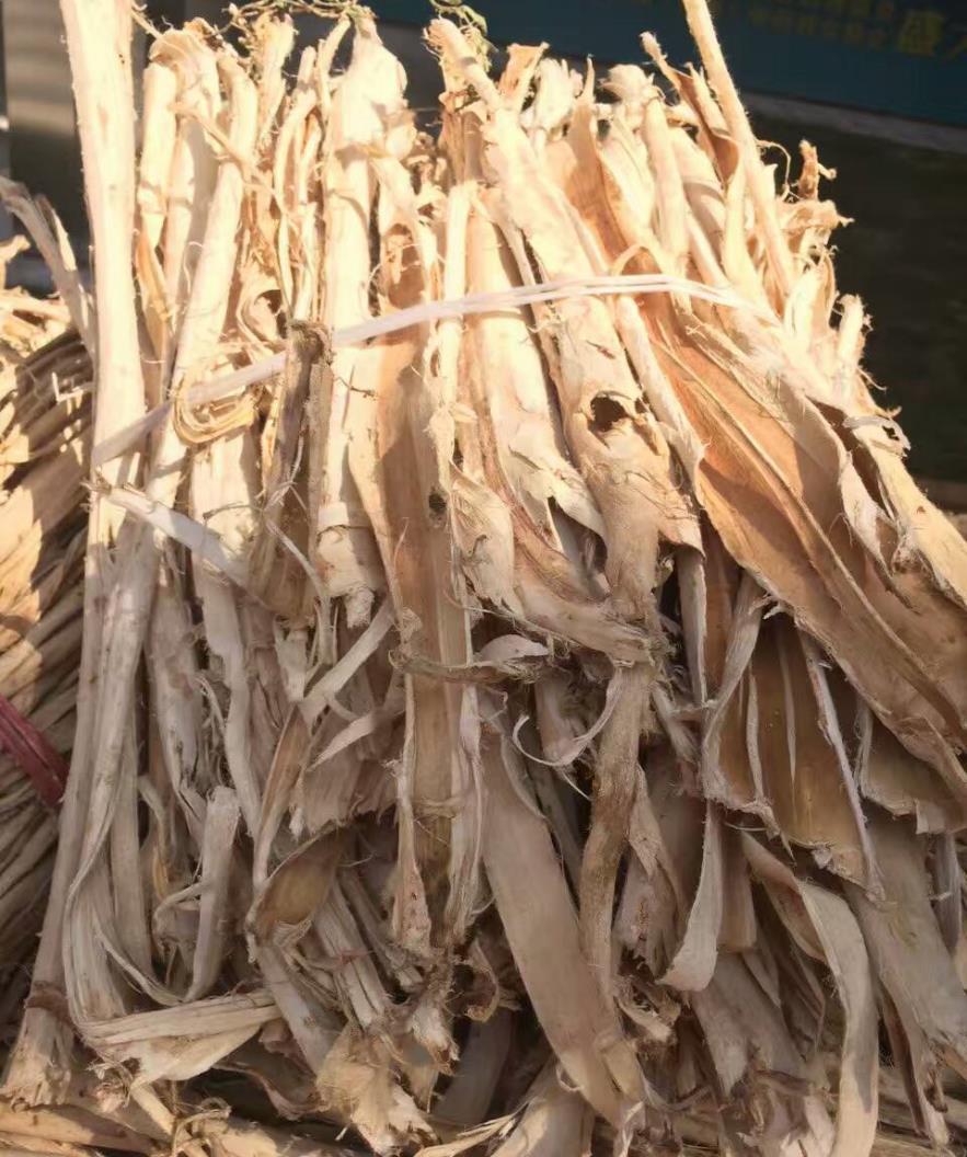 桑叶 药材性状图鉴 资料图