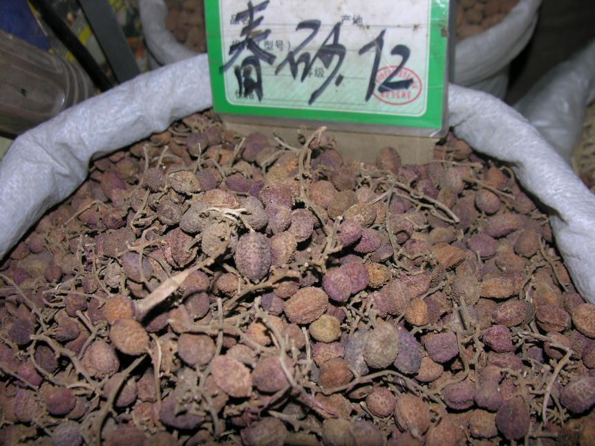 砂仁 药材性状图鉴 资料图