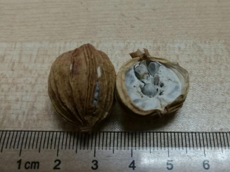 砂仁 药材性状图鉴 资料图