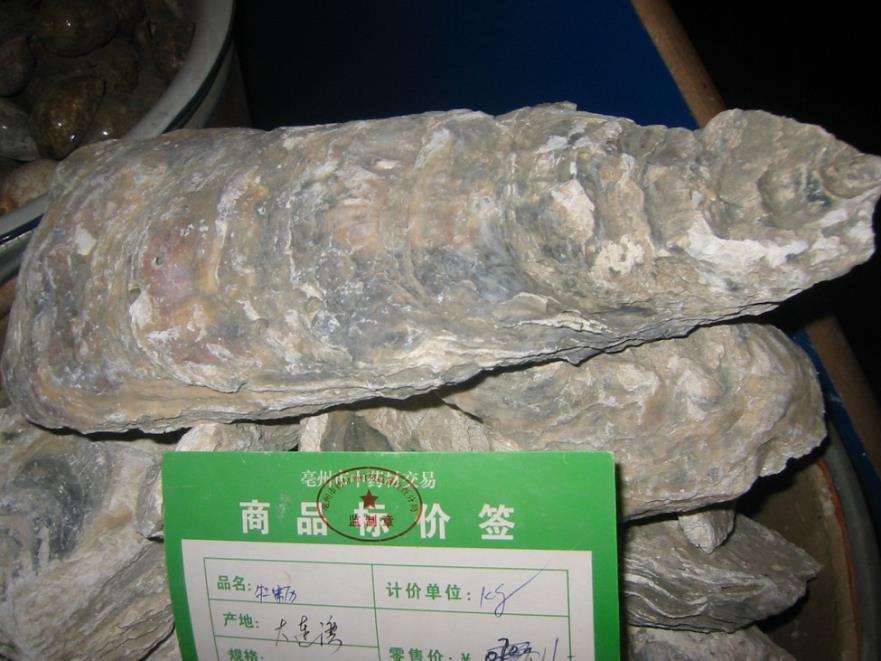 牡蛎 药材性状图鉴 资料图