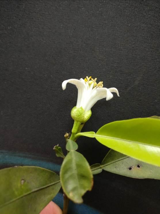 代代花 药材性状图鉴 资料图
