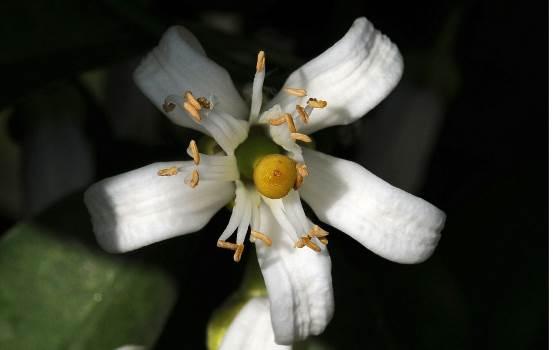 代代花 药材性状图鉴 资料图