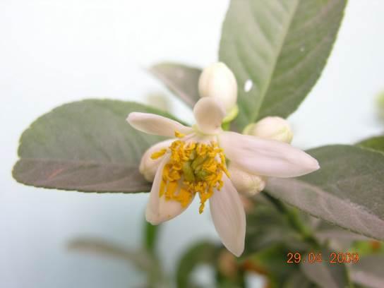 代代花 药材性状图鉴 资料图