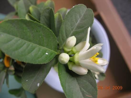 代代花 药材性状图鉴 资料图