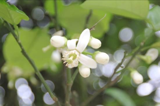 代代花 药材性状图鉴 资料图