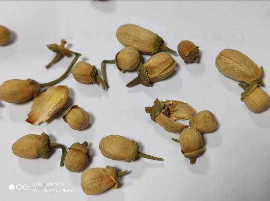 代代花 药材性状图鉴 资料图