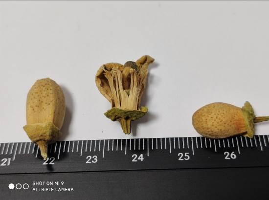 代代花 药材性状图鉴 资料图
