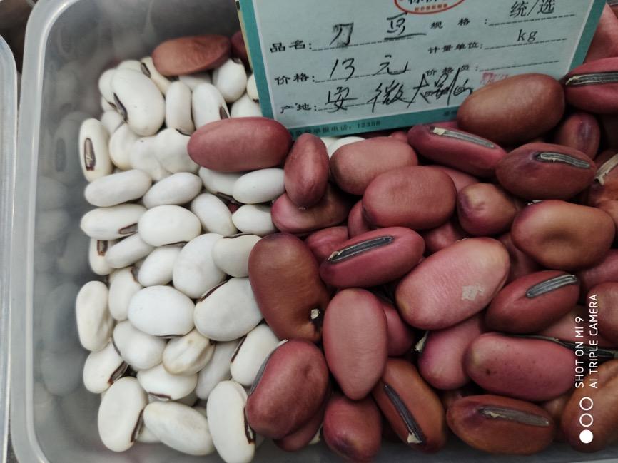 刀豆 药材性状图鉴 资料图