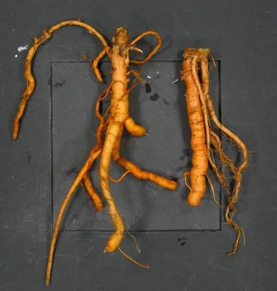 地黄 药材性状图鉴 资料图