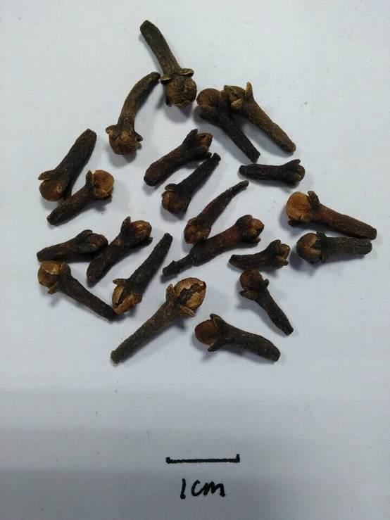 丁香 药材性状图鉴 资料图